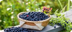 bilberry benefits for eye health